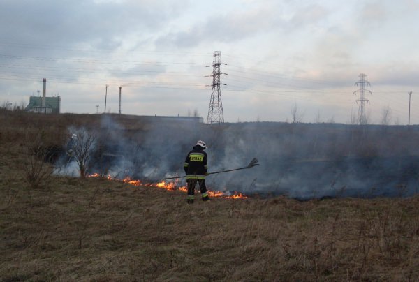 Trawy 2010